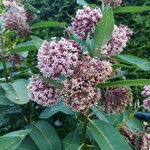 Asclepias sullivantii Листок