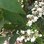 Deutzia gracilisഇല