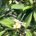 Plumeria alba Kvet