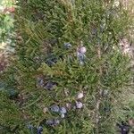 Juniperus virginiana Агульны выгляд