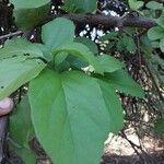 Cordia dentata Φύλλο