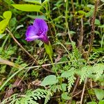 Torenia asiaticaFiore