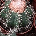 Melocactus matanzanus Habitus