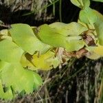 Cerinthe glabra Hoja