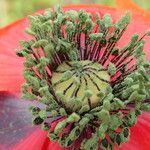 Papaver rhoeas Flower