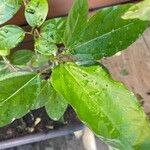 Passiflora edulis Yaprak