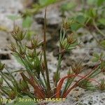 Juncus pygmaeus Habitat