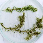 Elodea nuttallii Hábito