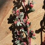 Euphorbia peplis Anders