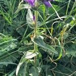 Campanula glomerata Hábito