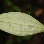 Miconia ceramicarpa 葉
