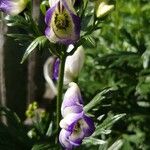 Aconitum variegatum Цвят