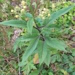 Senecio cacaliaster Flor