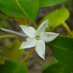 Atractocarpus pancherianus Flower