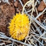 Cucumis ficifolius Gyümölcs