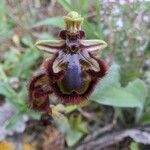 Ophrys speculum Kukka