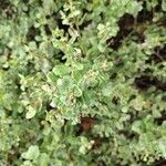 Baccharis pilularis Blad