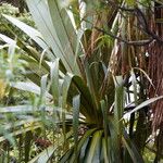 Cordyline indivisa 葉