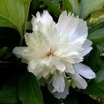 Paeonia officinalis Fleur