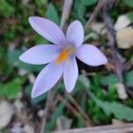 Crocus cambessedesii Квітка