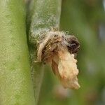 Rhipsalis floccosa Fruit