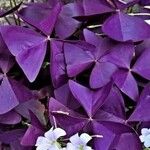 Oxalis triangularis 葉