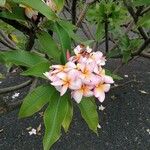 Plumeria rubraLorea