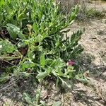 Centaurea seridis Habit