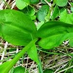 Platanthera chlorantha Lapas