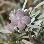 Cneorum pulverulentum Fruit