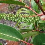 Cunonia macrophylla Συνήθη χαρακτηριστικά