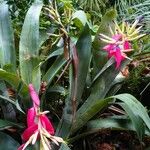 Billbergia vittata عادت