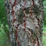 Larix laricina Bark