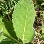 Verbascum chaixii Leaf