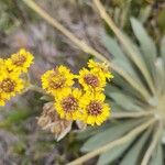 Espeletia grandiflora Flor