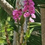 Dendrobium bigibbum Flower