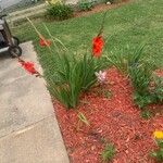 Gladiolus communis Λουλούδι