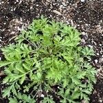 Artemisia princeps Листок