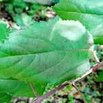 Aristotelia chilensis Blad