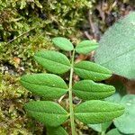 Vicia sepiumЛист