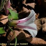 Calystegia × pulchra Fleur