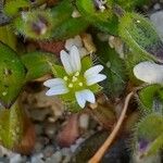 Cerastium diffusum Flower