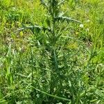 Cirsium vulgare 整株植物