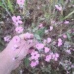 Gypsophila vaccaria Flors