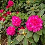 Rhododendron ferrugineumFlower