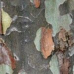 Platanus occidentalis Bark