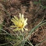 Scorzonera aristata 葉