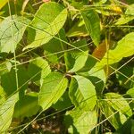 Toxicodendron rydbergii Leaf