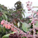 Agarista salicifolia Flor