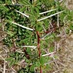 Vachellia seyal Folha
